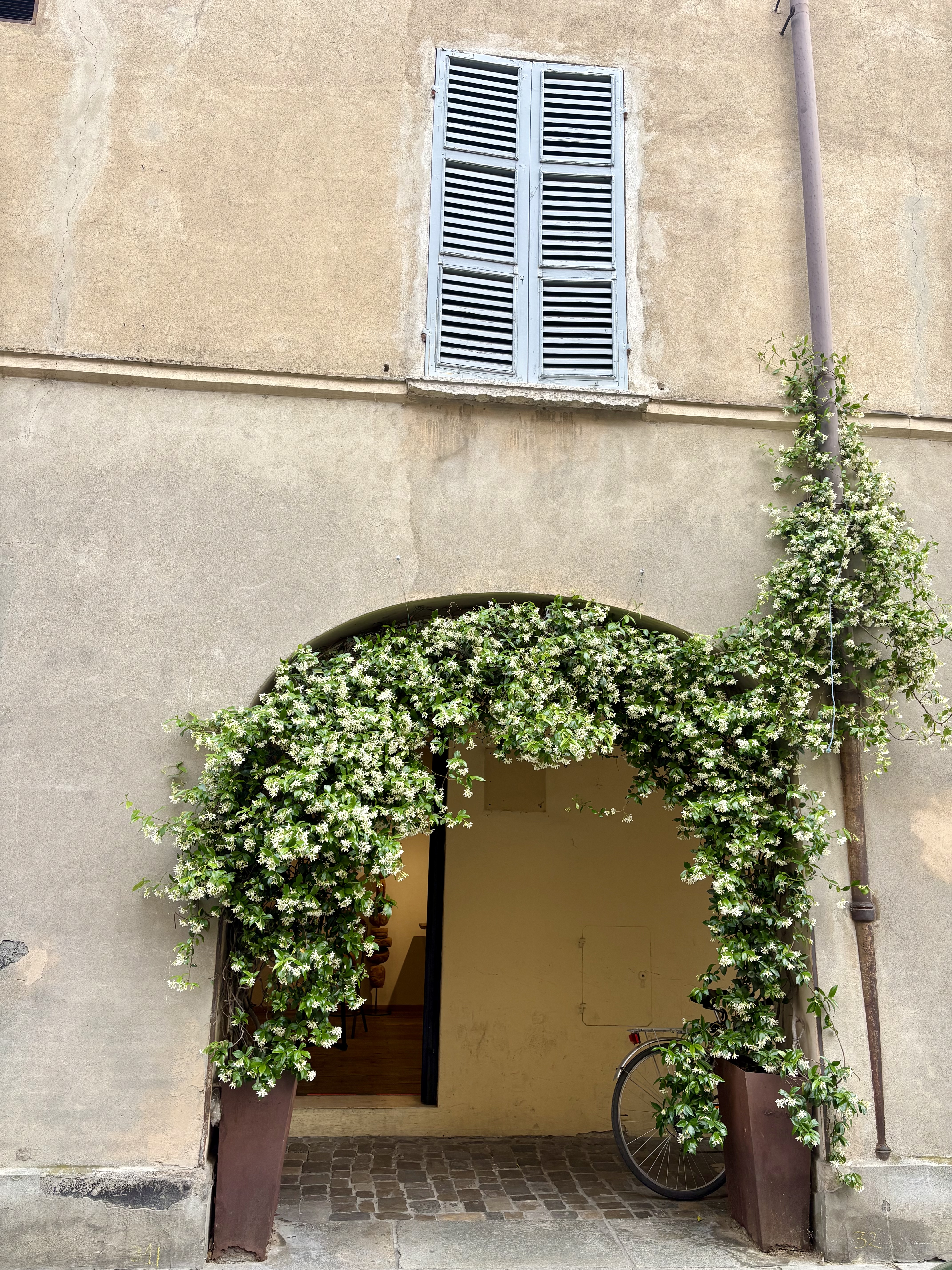Jasmine-covered archway in Reggio Emilia's old town